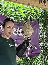 Tublo (or Tuplo), A Red-Shouldered Hawk, Shown Here At A Summer Program In Harlem, 2023.