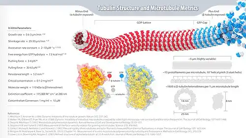 Tubulin and Microtubule Metrics Infographic