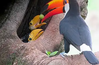 Adult toucan feeding young