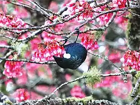 A tūī feeding on an exotic tree's nectar