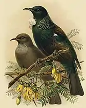 Painting of adult and young tūī