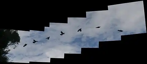 Several photos showing a tūī in flight