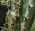 Flowers and buds