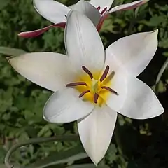 Each monoecious tulip flower has both pollen-producing stamens and carpels containing ovules.