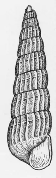 Turbolidium uniliratum created by Bush in 1899