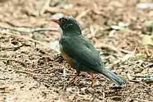 A small brown bird with a white underbelly standing on some dirt or mulch