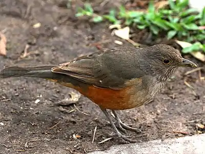 Note rufous belly. Costanera Sur Ecological Reserve, Argentina