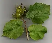Leaves and nuts with spiny husks (Turkish hazel)