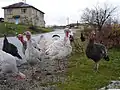 Turkeys in Dzhanka village