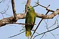 Wild birdin the Pantanal, Brazil