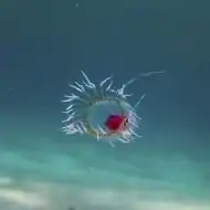 Turritopsis dohrnii achieves biological immortality by transferring its cells back to childhood