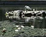 Turtles and snowy egret in the pond