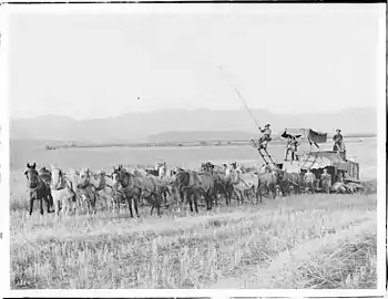 Twenty-horse harvester at work in a Van Nuys-Lankershim (Los Angeles Farming and Milling Company) field c. 1905-1908