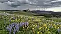 Wildflowers blooming in the short high altitude summer