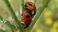 Spotted lady beetles mating