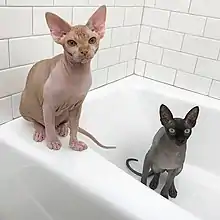 Two hairless cats; one, with cream and orange-toned skin, is sat on the edge of a bath, while the other, with charcoal colouration, is sat in the bath.