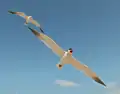 Two Caspian terns in flight
