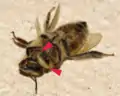 Two final-instar larvae of A. borealis exiting a honey bee worker at the junction of the head and thorax