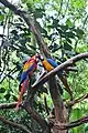 Parrots in the park