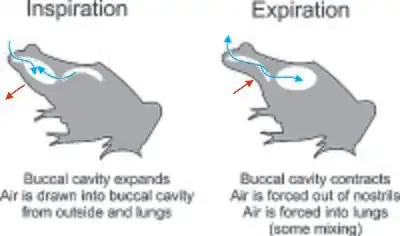 The stages of two-stroke buccal pumping