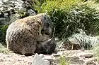 Tatra Marmots