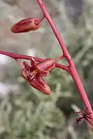 Flowers in Anysberg Nature Reserve.