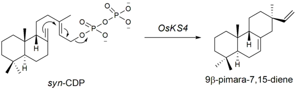 syn-CDP cyclization to 9β-pimara-7,15-diene