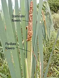 Mature male flower spike above immature female flower spike