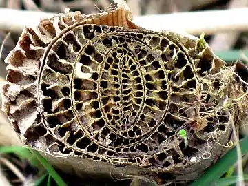 Cross section of plant's pseudostem, formed of overlapping leaf bases