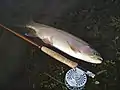 Typical East Gallatin River rainbow trout (Released)