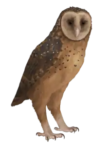 A drawing of Tyto pollens, a large, darkly coloured owl with a heart shaped face.