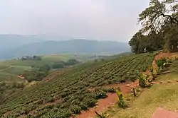 Tea and more plantation in Tzaneen