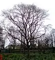 Bute Park tree in winter
