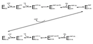 Figure 1. shows the sequence of how the ubiquitin activating enzyme attaches to ATP and the ubiquitin substrate.  It also shows how two ubiquitin substrates can be bound at one time.