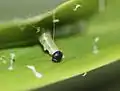 Caterpillar constructing its leaf shelter