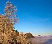 Uetliberg over a sea of clouds as seen from Felsenegg