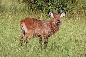 Juvenile male K. e. defassaQueen Elizabeth National Park, Uganda