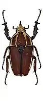 Mecynorhina ugandensis var. maculithorax Tesař
