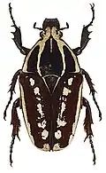 Mecynorhina ugandensis  dark form, female