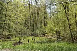 Wooded scene along Winslow Road