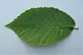 Ulmus FL025 (glabra x pumila) leaf