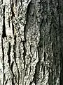 Bark of 15-year-old tree