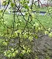 Camperdown samarae on pendulous branchlets