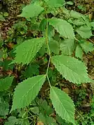 Ulmus glabra