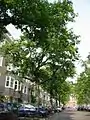 Avenue of grafted 'Cornuta', Milletstraat, Amsterdam