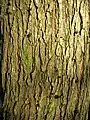 Bark of 18-year-old tree