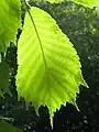 U. laciniata leaf in midsummer