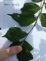 'Ornata' leaves at Grange Farm Arboretum