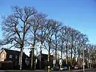 U. laevis 'Helena' as street trees, Eibergen, Netherlands