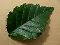 Leaf